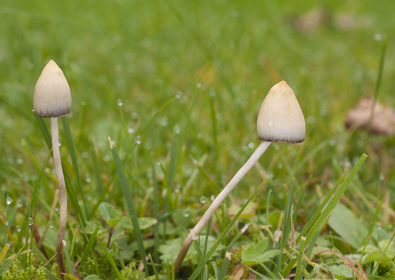 Psilocybe semilanceata